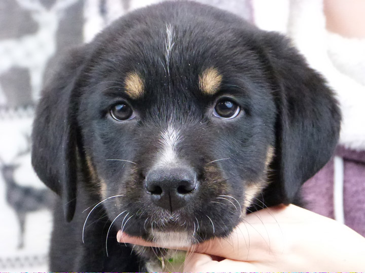 chinook puppy